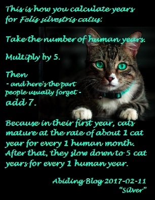 This is how you calculate years for Felis silvestris catus: Take the number of human years. Multiple by 5. Then -- and here's the part people usually forget -- add 7. Because in  their first year, cats mature at the rate of about 1 cat year for every 1 human month. After that, they slow down to 5 cat years for every 1 human year. #Cats #CatYears #AbidingBlog2017Silver